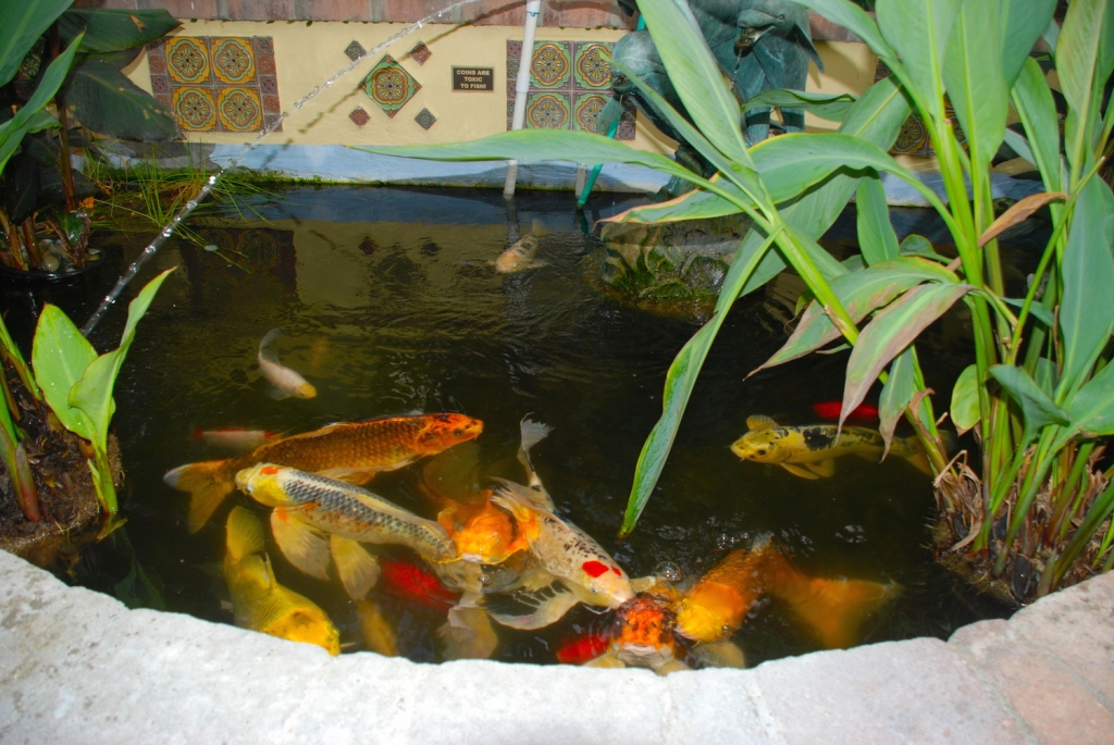 Koi-Fish-Avalon-Hotel