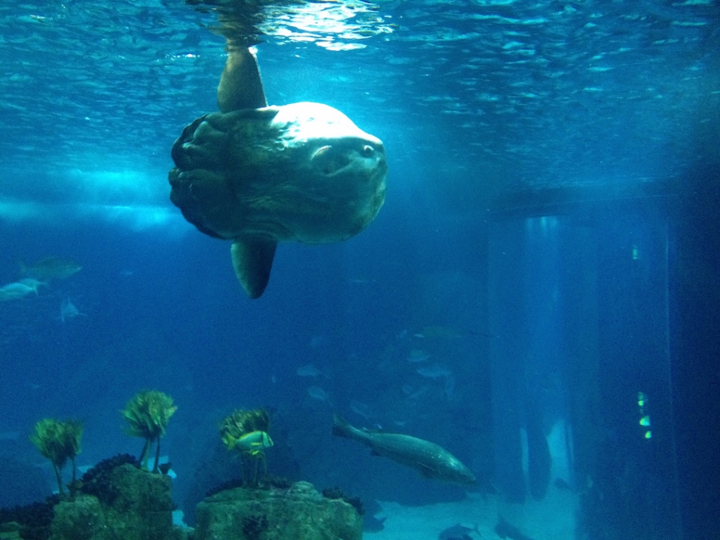 sunfish-lisbon-aquarium