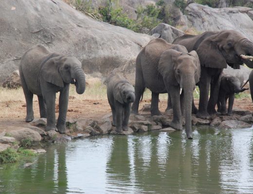 elephants-four-seasons-serengeti