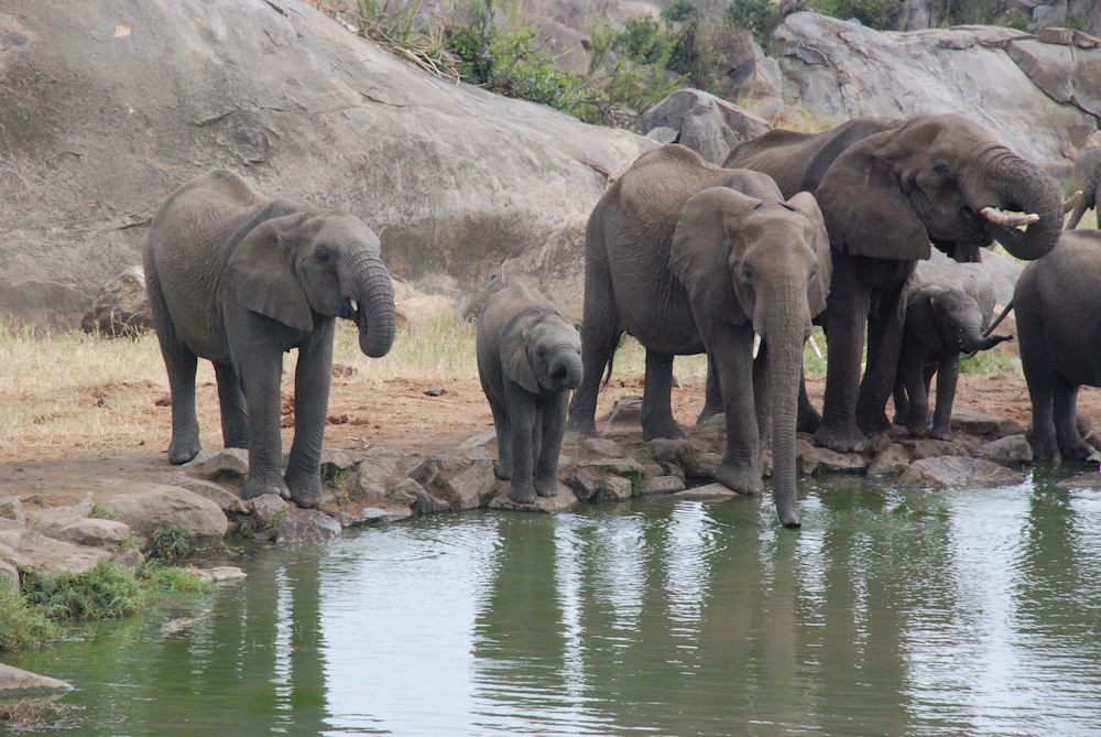 elephants-four-seasons-serengeti